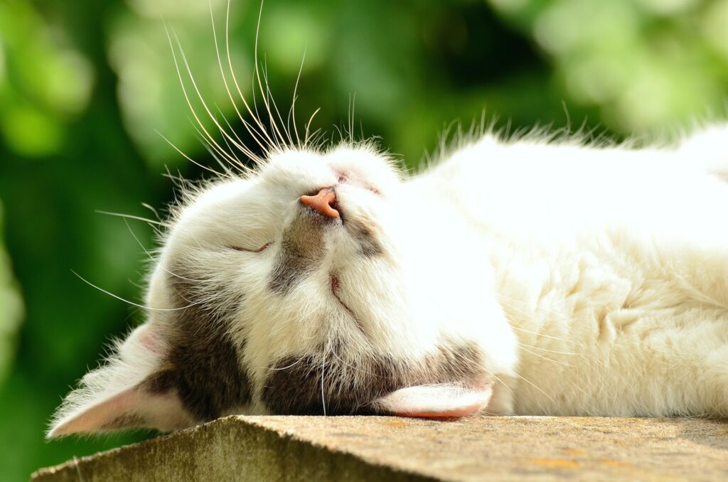 En liten katt som solar sig