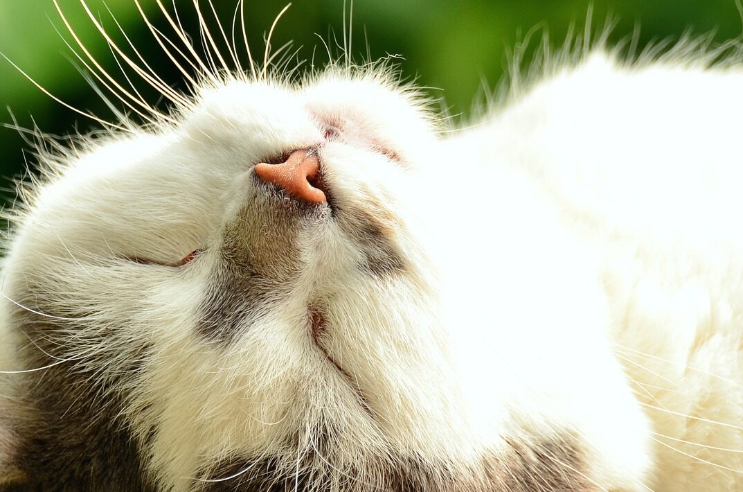 En liten katt som solar sig